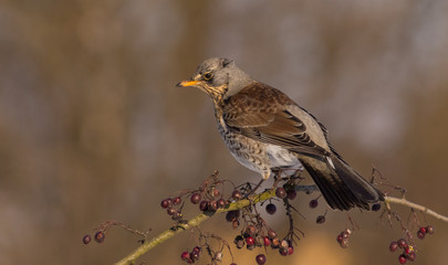 Fieldfare - Turdus pilaris