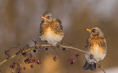 Fieldfare - Turdus pilaris