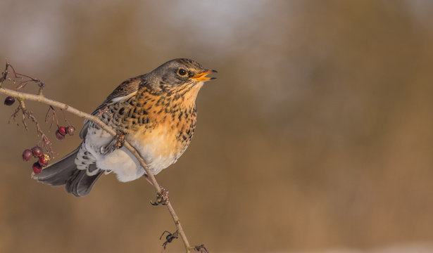 Fieldfare - Turdus pilaris
