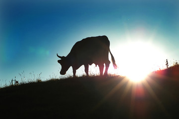 cow in sunset