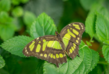 Malachite Butterfly