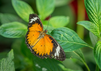 Plain Tiger butterfly