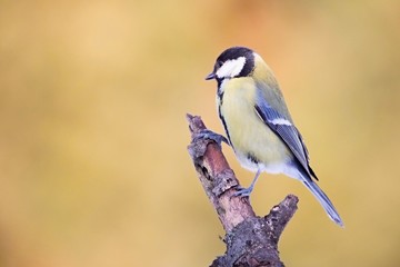 Parus major, Blue tit . Wildlife landscape, titmouse sitting on a twig.  Europe, country Slovakia.