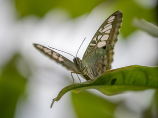 Butterfly at rest