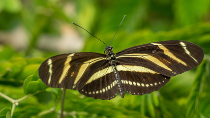 Fototapeta na wymiar Zebra Longwing butterfly