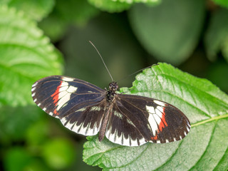 Obraz na płótnie Canvas Postman Butterfly