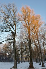 München's Englischer Garten im Winter