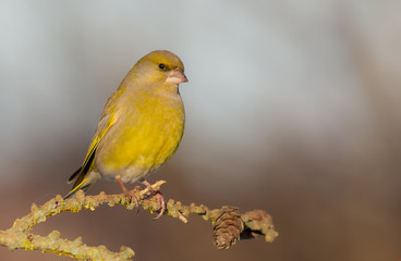 European Greenfinch - Carduelis chloris