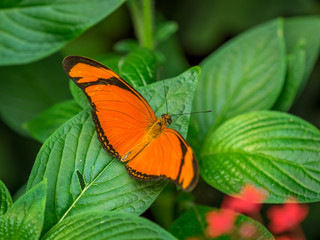 Butterfly at rest