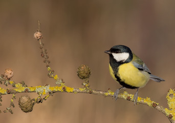 Great Tit - Parus major