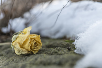 gelbe Rose im Schnee 7