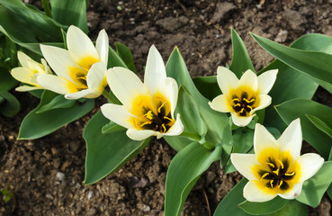 Tulips Botanical garden, Minsk, Belarus, April, spring, agriculture, scientific base,