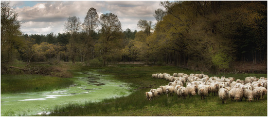sheep 