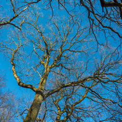 winter impression - sunlight on a tree
