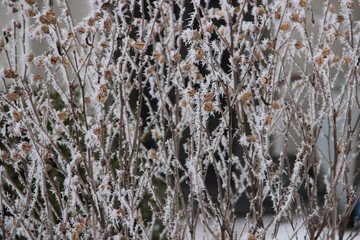 frost on pine