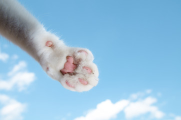 Little hand of  lovely cat