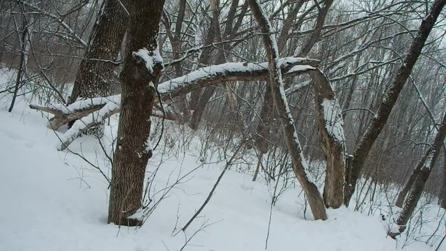 nature en hiver