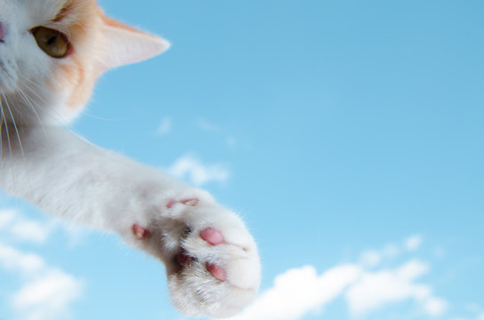 Cat grasp len