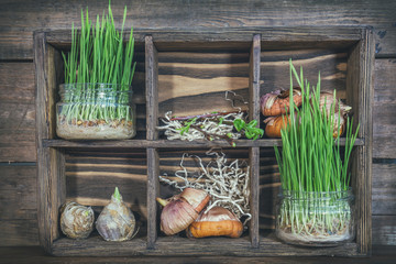 Gardening and planting concept. Seedlings, garden tools, tubers (bulbs) gladiolus and hyacinth,...