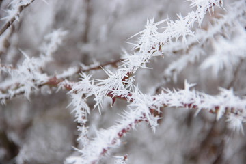 frost on pine