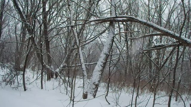 nature en hiver