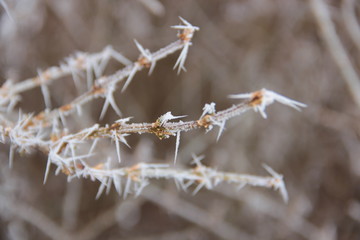 frost on pine