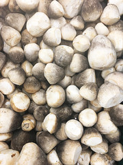 Mushrooms on shelf in supermarket