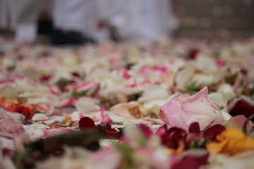 tappeto di rose