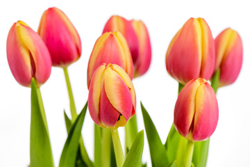 Fototapeta premium Blumenstrauß mit frischen Tulpen