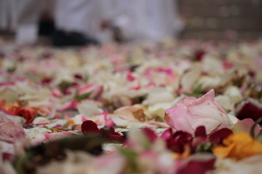 tappeto di rose