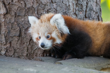 Bébé panda roux en gros plan