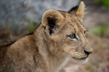 Lion cub