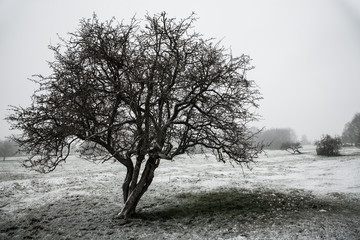Tree in a snowy field