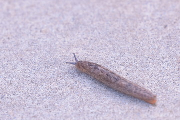 Slug