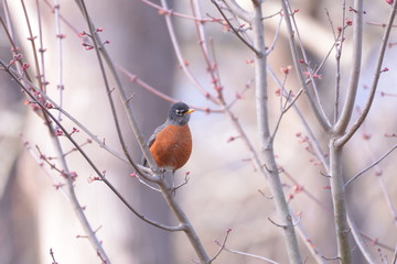 Robin looks for food