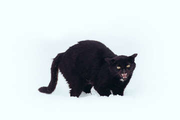 Angry Black cat on a snow