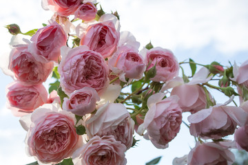 цветущая в саду роза Уильям Моррис