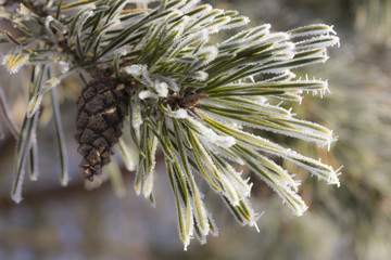 Fototapeta premium pine tree with icing