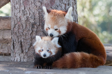 Bébé panda roux et sa mère