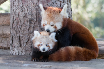 Bébé panda roux et sa mère