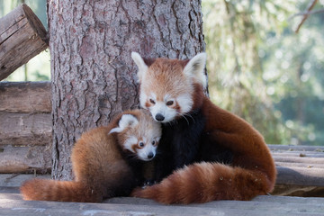 Bébé panda roux et sa mère