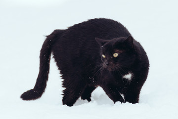 Black cat on white background