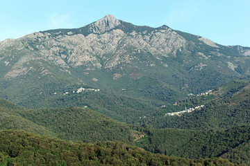 Naklejka premium forêts de chatâigniers en haute Corse