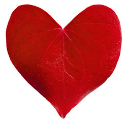 Red leaf heart shaped. Valentine's Day concept.