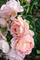 цветущая в саду роза Леди оф Шалотт