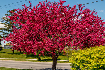 Naklejka premium Arrival of spring season, blooming tree