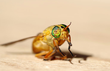 Macro of yellow flies