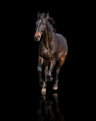 Obraz premium Bay horse isolated on black background runs forward 