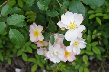 Pink tea-rose flowers bush in green