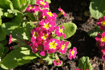 Red and yellow  primrose or primula flowers on ground